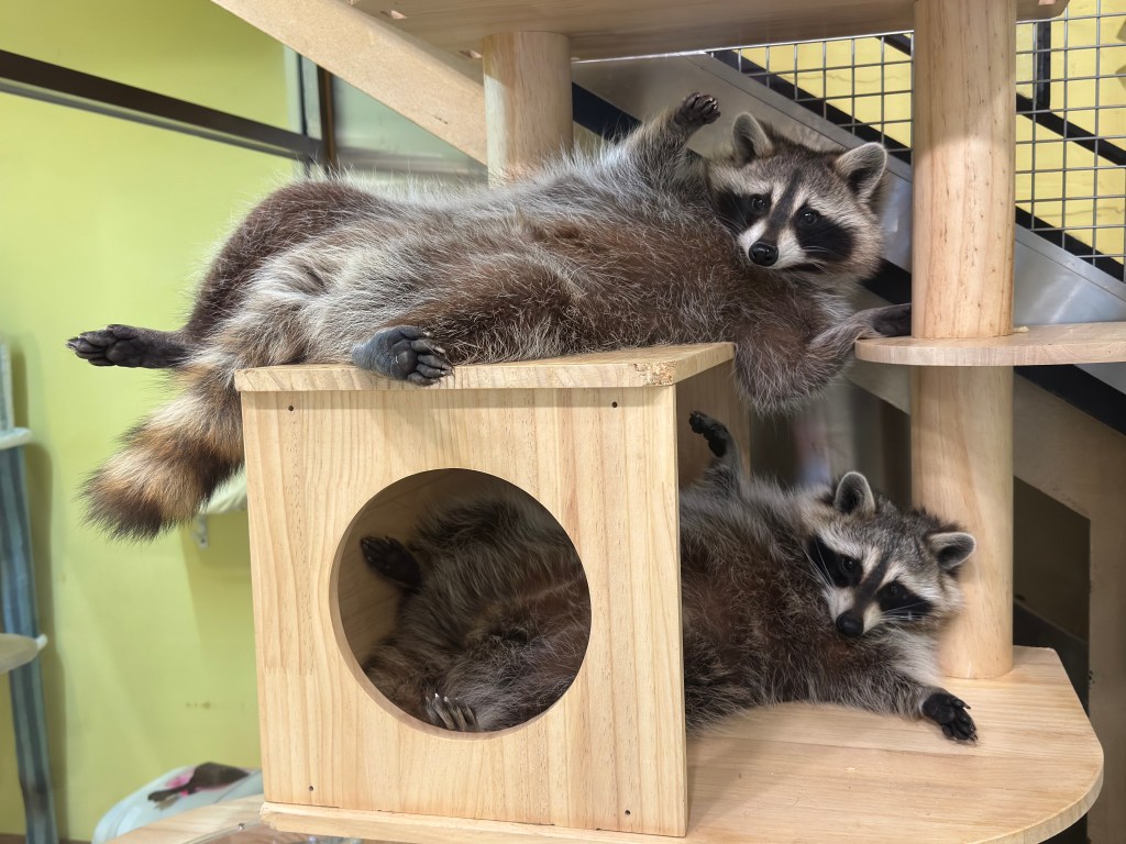 A Week in Seoul: Low Energy, High&nbsp;Cuteness